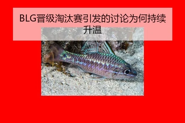 BLG晋级淘汰赛引发的讨论为何持续升温
